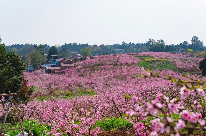 “20IM电竞 IM电竞平台23四川十大城乡融合案例”榜单揭晓：从乡村规划到产业发展 看城乡融合发展的四川实践(图4)